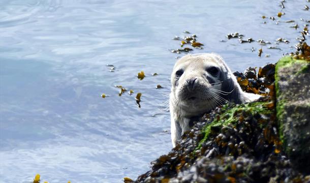 Seal sitting on rock alongside the water
